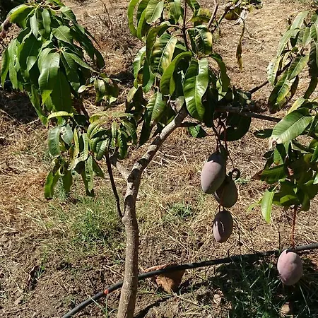 La Casa Lavanda *